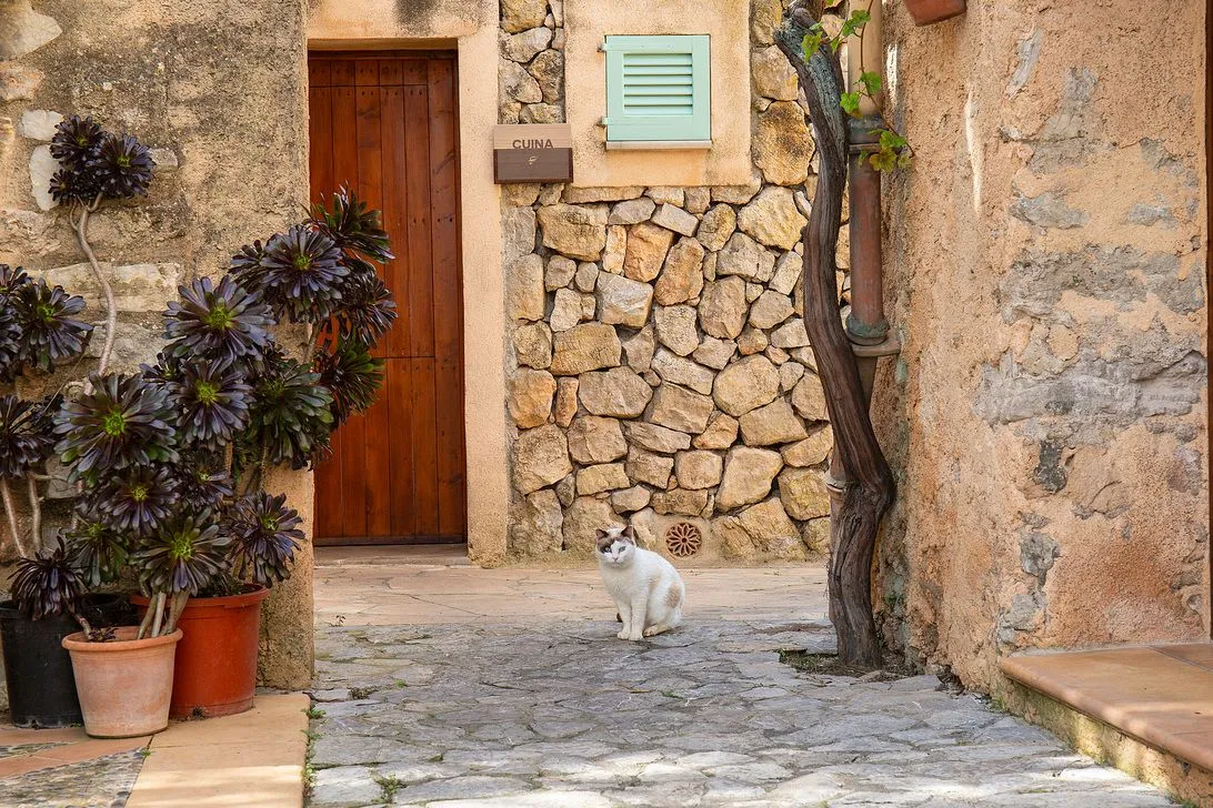 A white cat sitting on the stone patio among potted plants