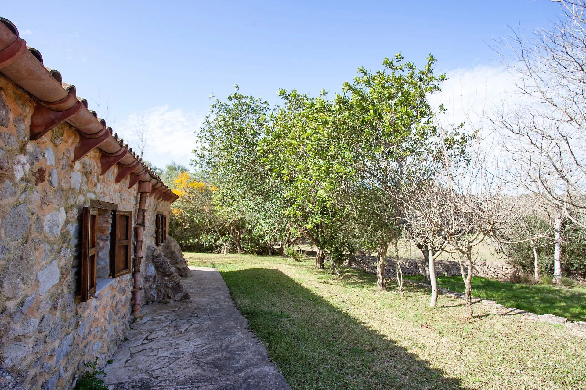 The stone wall of the finca and the gravel path running past the orchard, the citrus trees in low winter light