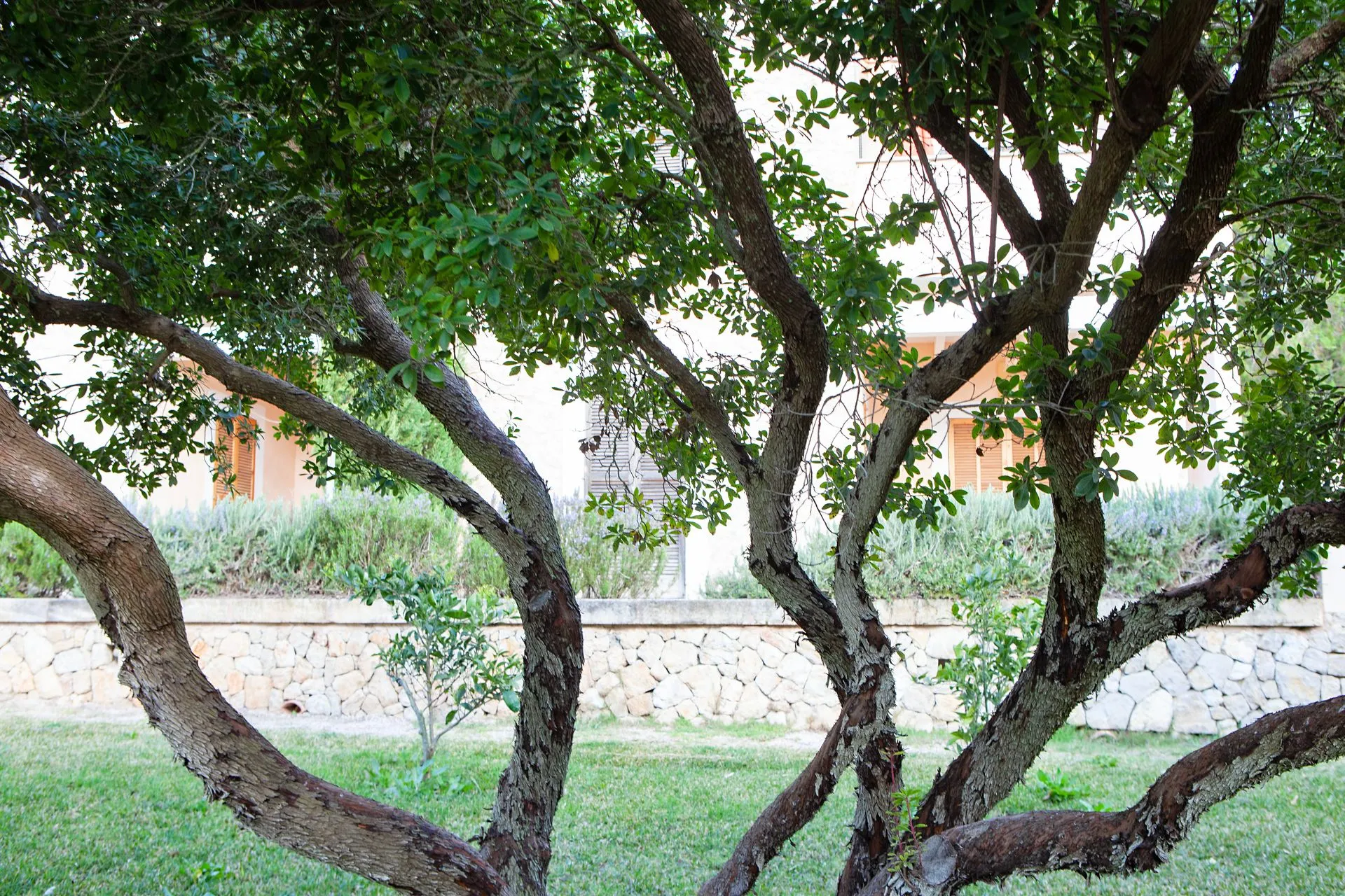An old, many-branched tree standing in the grounds of the finca