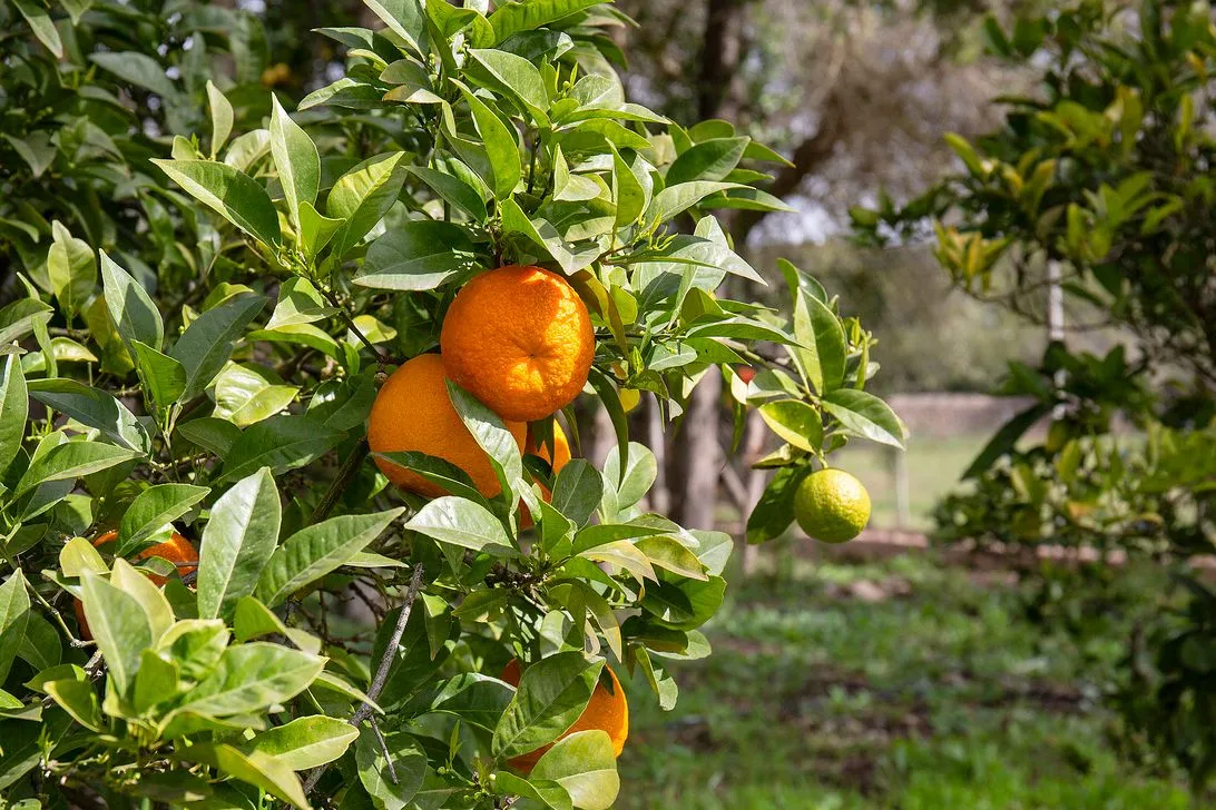 An orange tree heavy with ripe fruit and dark green leaves