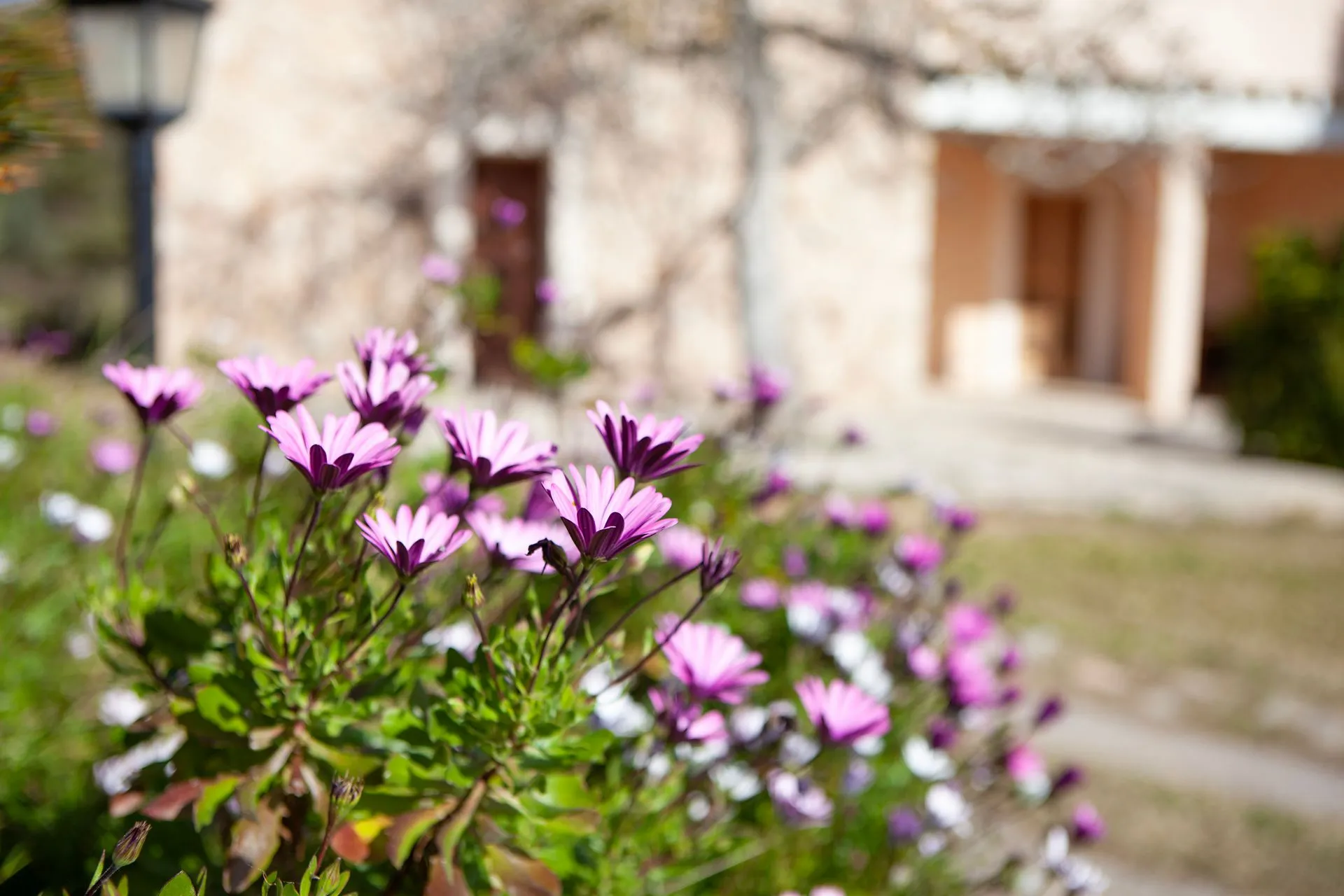 Purple flowers in the foreground with the warm-stone house beyond