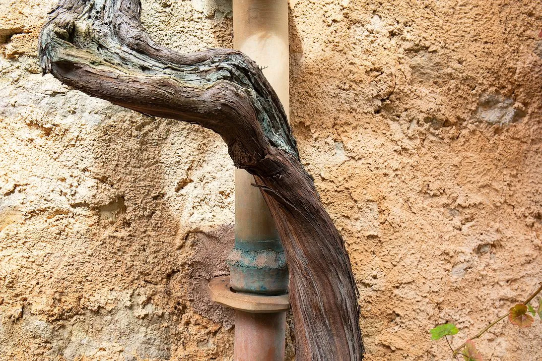 A vine coiled along an old pipe against a textured terracotta wall