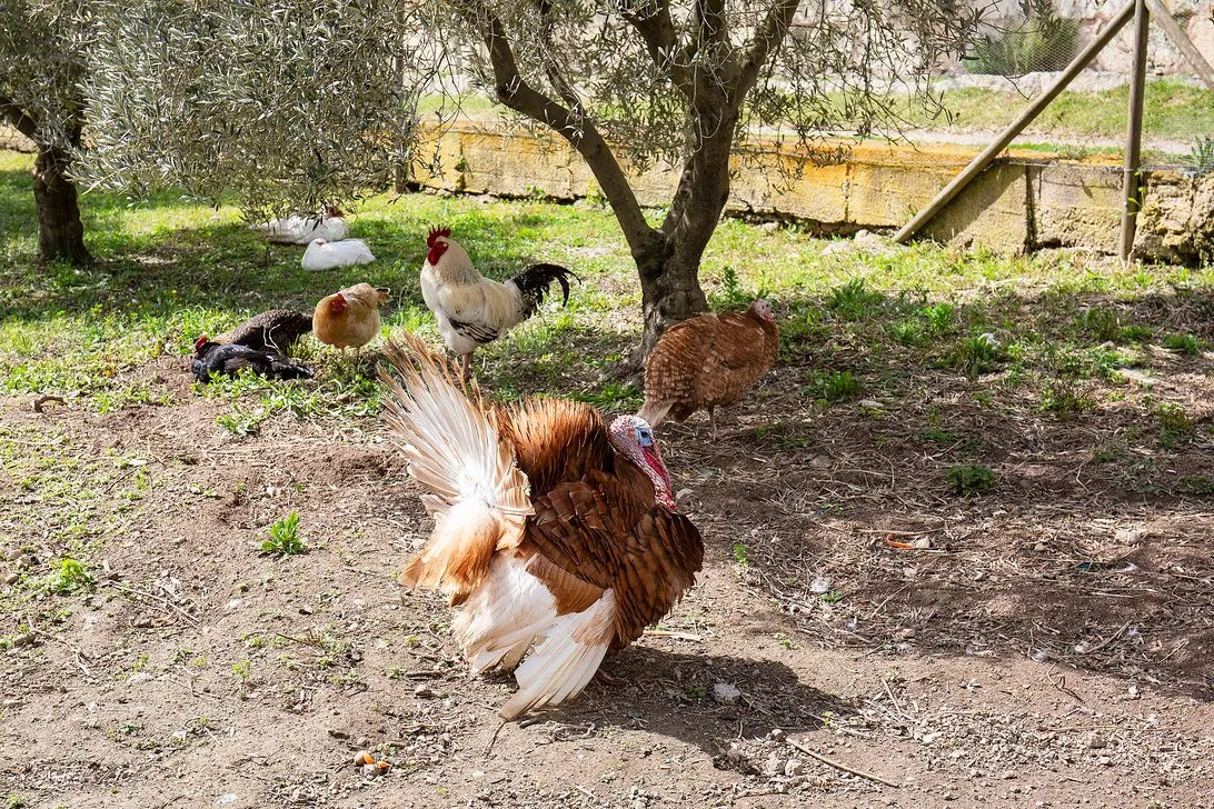 A turkey, tail fanned, among the chickens